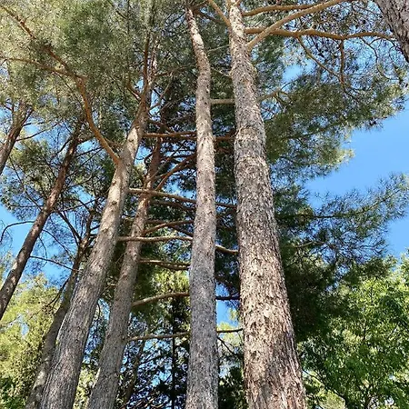 Une Parenthese Sous Les Pins A * Montpellier